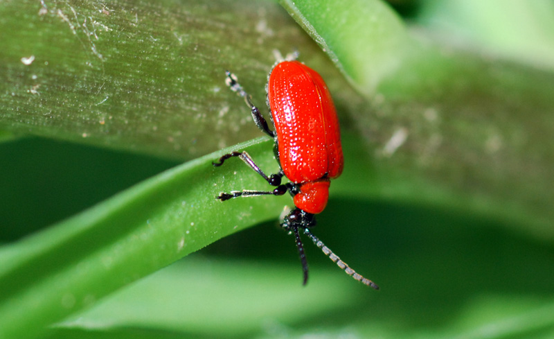 pyrochroa coccinea? No, crisomelide: Lilioceris lilii